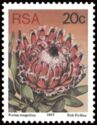 Queen Protea (Protea magnifica)