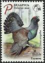 Western Capercaillie (Tetrao urogallus)