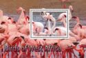Birds of West Africa - Flamingo