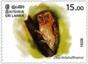 Serendib Scops Owl (Otus thilohoffmanni)