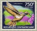 Brown Violetear (Colibri delphinae)