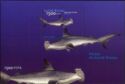 Hammerhead Shark (Sphyrna spp)