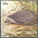 Algerian Hedgehog (Atelerix algirus fallax)