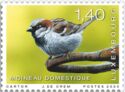 House Sparrow (Passer domesticus)