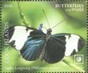 Sapho Longwing (Heliconius sapho)