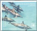 Spinner Dolphin (Stenella longirostris)