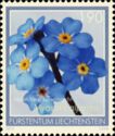 Alpine forget-me-not (Myosotis alpestris)