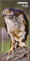 African Goshawk (Accipiter tachiro)