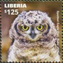 Spotted Eagle Owl (Bubo africanus)