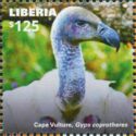 Cape Vulture (Gyps coprotheres)