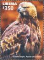 Golden Eagle (Aquila chrysaetos)