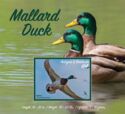 Mallard (Anas platyrhynchos)