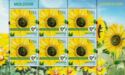 Sunflower (Helianthus annuus)
