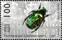 Rose Chafer (Cetonia aurata)