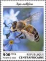 Apis mellifera