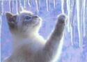 Kitten Play with Icicles