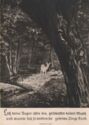 Roe Deer in Forest