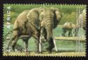 African Elephant (Loxodonta africana)