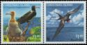 Christmas Island Frigatebird (Fregata andrewsi)