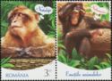 Barbary Macaque (Macaca sylvanus), Chimpanzee (Pan paniscus