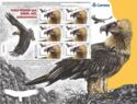 Bearded vulture