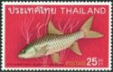 Thai Mahseer (Tor tambroides) 