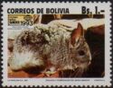 Short-tailed Chinchilla (Chinchilla chinchilla)