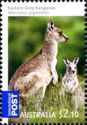 Eastern Grey Kangaroo (Macropus giganteus)