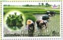 Rice Cultivation