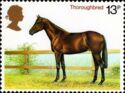 Thoroughbred (Equus ferus caballus)