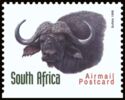 African Buffalo (Syncerus caffer)