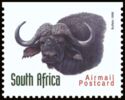 African Buffalo (Syncerus caffer)