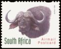 African Buffalo (Syncerus caffer)