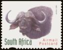 African Buffalo (Syncerus caffer)