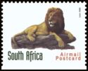 Lion (Panthera leo)