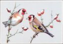 Goldfinch (Carduelis carduelis)