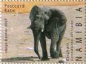 African Elephant (Loxodonta africana)