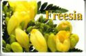 Freesia
