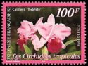 Tropical orchids: Cattleya "hybride"