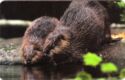Bedrohte Tierarten 3 - Der Biber