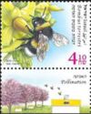 Large Earth Bumble Bee (Bombus terrestris)
