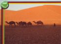 Ships of the desert. Camels
