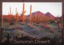 Sonoran Desert