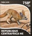 Fennec Fox (Vulpes zerda)