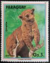 Kinkajou (Potos flavus)