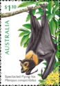 Spectacled Flying-fox (Pteropus conspicillatus)