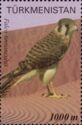 Common Kestrel (Falco tinnunculus)