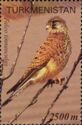 Common Kestrel (Falco tinnunculus)