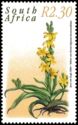 Yellow star flower (Hypoxis hemerocallidea)