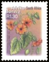 Black Eyed Susy (Thunbergia alata) - Afrika Borwa